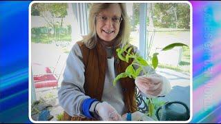 Jane's Garden World 2024! Getting Started with Tomato Seedlings