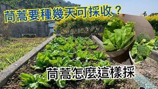 【鴻園小菜園】茼蒿怎麼這樣採 ? 種茼蒿菜真的很簡單, 才短短的幾星期就可以採收了.