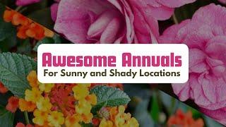 Awesome Annuals to Plant for Summer 2024