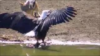 Pete's Pond:  African Fish Eagle encounter's Back-backed Jackals  May 28, 2016