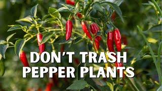 How to Make Your Pepper Plants Last for YEARS!