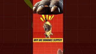 Why are Banana Peels so Slippery? 