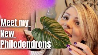 I Got Some New Philodendrons // Best Plant Shopping Experience