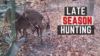 Late Season Whitetail Hunting Tips - Hunting The 2nd Rut