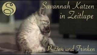 Savannah Katzen in Zeitlupe - Putzen und Trinken