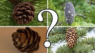 HOW TO DISTINGUISH BETWEEN PINE, SPRUCE, FIR, and LARCH | CONIFER ID