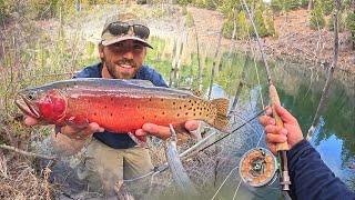 TINY LAKE Filled With GIANT TROUT!! (Catch & Cook)