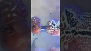 Flower horn #fish #flowerhorn