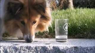 Shetland Sheepdog Daisy - dog tricks