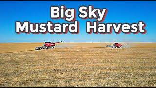 Get it Before the Grasshoppers do! (Video 4 of Harvest 2024)