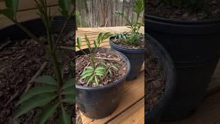 Making new elderberry trees from root division is easy and fun! #permaculture #trees