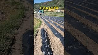 사과나무 M26대목 2025.4.26
