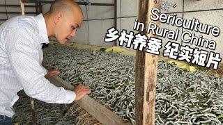 30,000 Silkworms! Short Documentary of Rural Sericulture in Zhenze