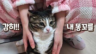 큰언니가 똥꼬 만져서 엄청 화난 고양이! 똥꼬 닦아주다 생긴 일 (놀람 주의)