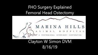 FHO Surgery Explained (Femoral Head Ostectomy)