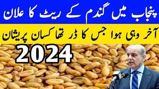 Wheat update 2024 | Usman Agriculture