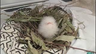 Feeding a rescued tawny frogmouth chick  #Shorts