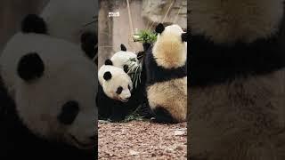熊猫聚餐有多萌