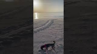 Loggerhead turtle tracks on the beach