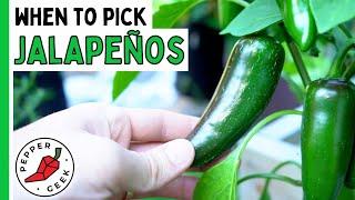 When To Harvest Jalapeño Peppers - How To Know They're Ready - Pepper Geek