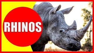 RHINOS FOR KIDS – Rhino Facts for Children, Kindergarten and Preschoolers