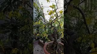 Chính thức vô nhà phục vụ Tết :D