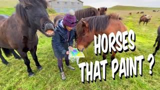 We Turned Icelandic HORSES into ARTISTS in Just 1 Hour!    