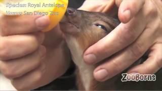 ZooBorns Bottlefeeding