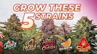 5 Cannabis Strains you have to Grow your own