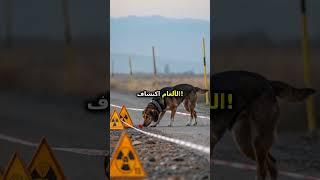 دور الكلاب في الحرب العالمية الثانية