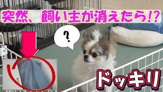 【チワワ】突然、飼い主が消えたら愛犬の反応は？『ドッキリ』