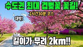 [경기] 미사경정공원 겹벚꽃→미사 뚝방 꽃길→한강 | 10km 2시간30분 트레킹 | 하남시가볼만한곳 | 트레킹코스추천 | 대중교통 당일치기 여행 | 도보여행 | 경기도가볼만한곳