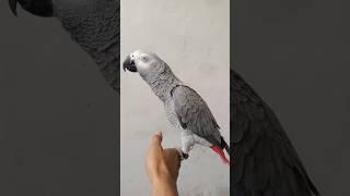 Mashallah Beautiful Tame Gray Parrot #mashallah #beautiful #gray #parrot #viral #sarfaraztaimoor