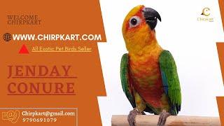 Jandaya parakeet || Jenday Conure || Conures || Exotic Pet Birds || Chirpkart || Cbe