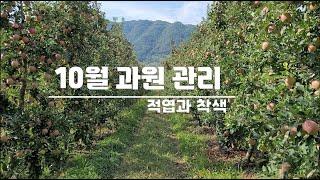 10월 사과 과원관리 - 적엽과 착색