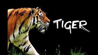 PBS Nature Documentary - Tiger (1989)