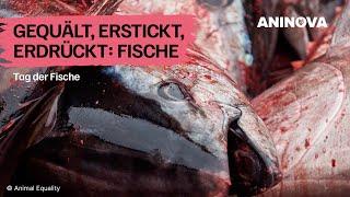 Fische: die vergessenen Tiere