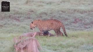 A rare encounter - Leopard and Dhole (Wild Dog) compete over a carcass