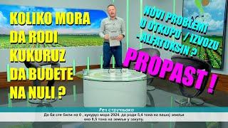 ŠOK - ovo je računica koliko košta HEKTAR KUKRUZA - ko će moći da se RAZDUŽI po ovim cenama ??