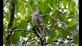 Indian Cuckoo @ Chiu Sein Chiong 0257