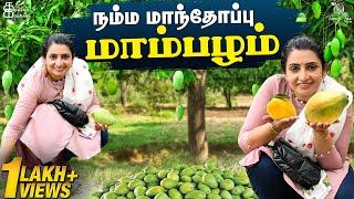 Mango Farm House Made me this|| மாந்தோப்பு சுத்தி பாக்கலாம் வாங்க  || Vlog || Kathakelu Kathakelu