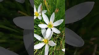 WHITE SAFFRON IN LAHORE CLIMATE.. SAFAID ZAFRAN FLOWERS 