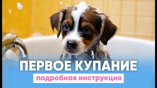 Первое КУПАНИЕ щенка  Как ПРАВИЛЬНО мыть собаку? 