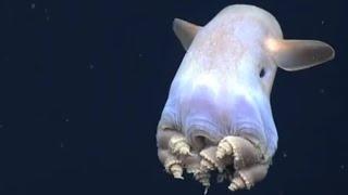 Facts: The Dumbo Octopus