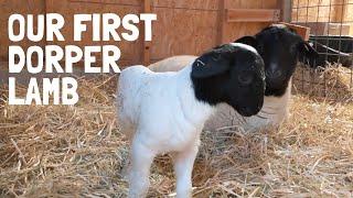 Dorper Sheep Lambing Day 1: OUR FIRST LAMB ON THE HOMESTEAD!