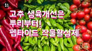 [한스연TV] 고추 생육개선 뿌리부터 시작, 펩타이드 작물활성제