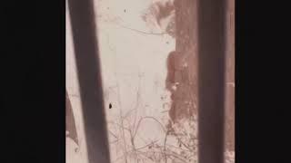 Winter storm Sasquatch
