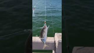 Blue runner jacks @ - Sunshine Skyway. #fishing  #flfishing #penn #pennwrath #pennpursuit #sabikirig