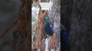 Himalayan Monal ️ from Chopta valley , your welcome in Devbhumi Uttarakhand.