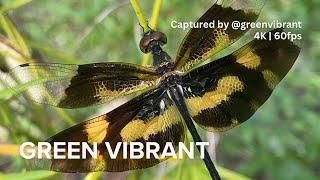 Common Picture Wing Dragonfly has Tinted Wings with Pale Yellow Color | Cinematic 4K 60fps